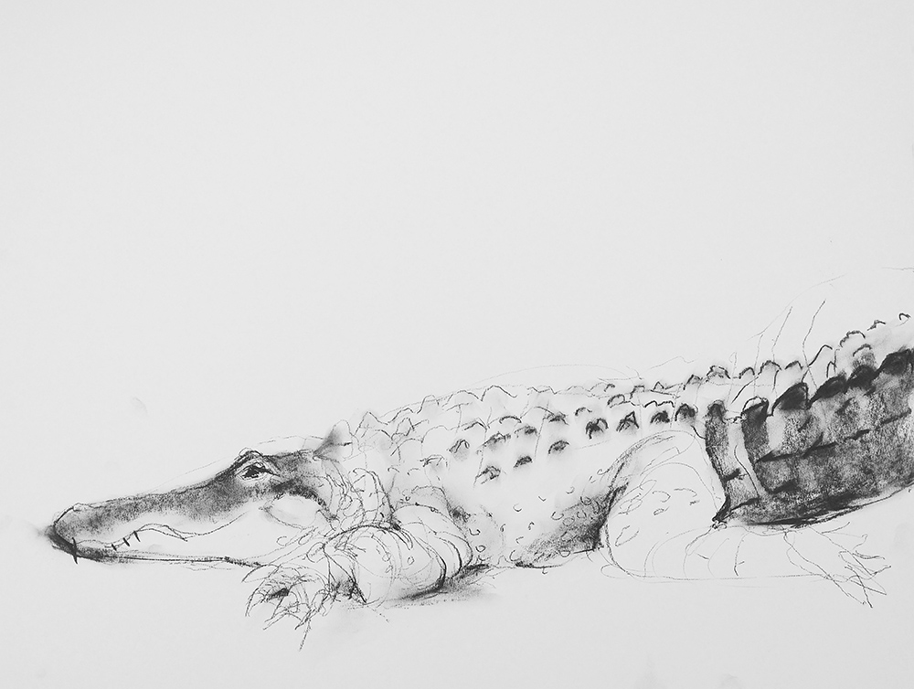 alligator portrait (Hopey)